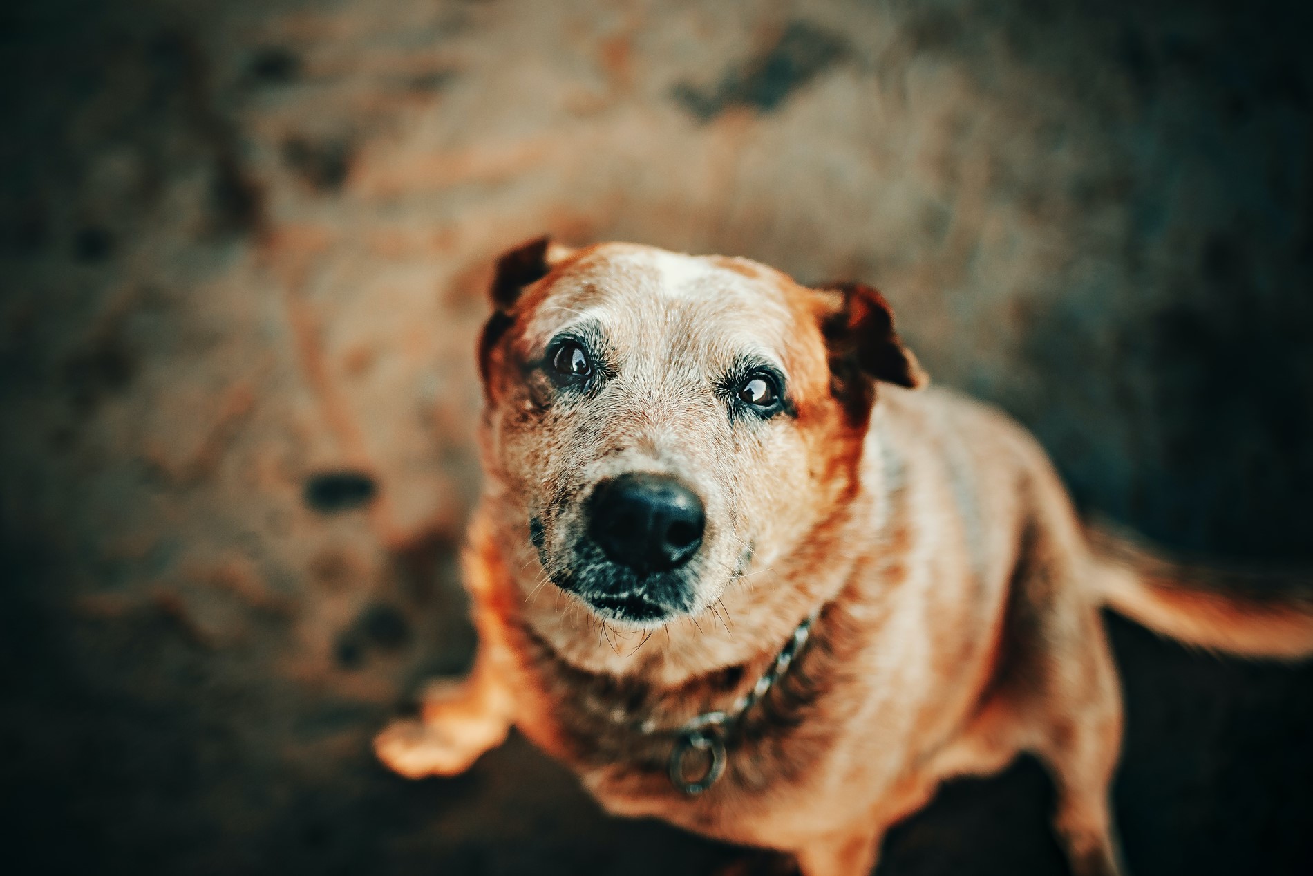 Cushing´s syndrom hos hundar: Förstå symptomen och behandlingen